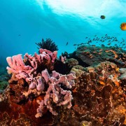 Coral diversity in Nusa Penida thumbnail