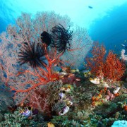 Coral diversity in POS 2, Menjangan thumbnail