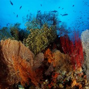 Coral-diversity-Pemuteran thumbnail