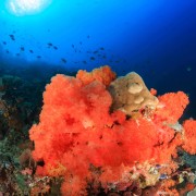 Coral in Deep Blue, Amed, Bali thumbnail