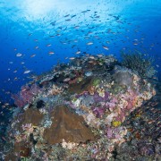 Corals and fishes in Gili Selang Bay thumbnail