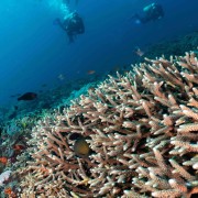 Corals floors in Mangrove, dive in Nusa Lembongan thumbnail
