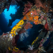 Corals on the USAT Liberty Shipwreck thumbnail