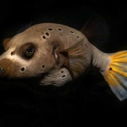 Cute-Pufferfish-during-night-dive-in-tulamben thumbnail