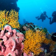 Dive in Pura Mas Gading, Nusa Lembongan thumbnail