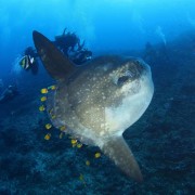Dive with Mola Mola in Crystal Bay, Nusa Penida thumbnail