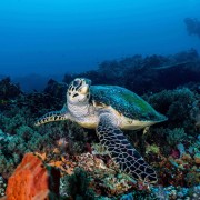Dive with Sea Turtle in Pura PED, Nusa Penida thumbnail