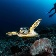 Dive with Sea Turtle in Three Fingers, Amed, Bali thumbnail