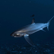 Dive with Thresher Shark in Pura PED, Nusa Penida thumbnail