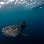 Dive with Whale Shark in SD, Nusa Penida thumbnail