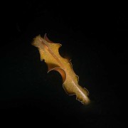 Flatworm-swimming-in-Pemuteran thumbnail