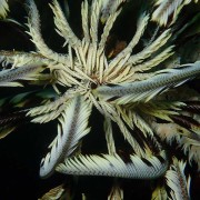 Flying-feather-start-during-night-dive-on-the-Liberty thumbnail