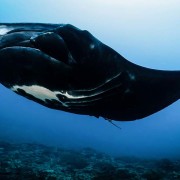Giant Manta Ray in Nusa Lembongan:Penida thumbnail