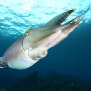 Giant Squid in Coral Garden, Bali thumbnail