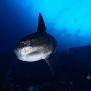 Giant Sunfish, Mola Mola in Crystal Bay, Nusa Penida thumbnail