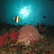 Gorgonia and Bannerfish in Amed, Bali thumbnail