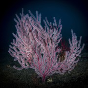 Gorgonia Ventalina, purple Sea Fan in Coral Garden, Tulamben thumbnail