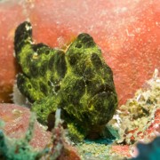 Green Frogfish on Hard Coral in Tulamben, Bali thumbnail