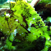 Green Leaf Scorpionfish in Menjangan Marine Park, Bali thumbnail