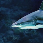Grey-reef-shark thumbnail