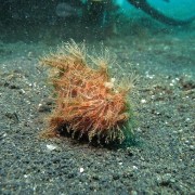 Hairy Frogfish in Amed, Bali thumbnail