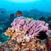 Hard coral in Bali Manta Point, Nusa Penida thumbnail