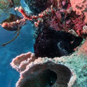 Hard Corals in Bat Cave, Menjangan Marine Park thumbnail