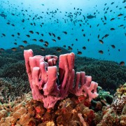 Hard corals in Kusambi, Amed, Bali thumbnail