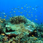 Hard Corals in Sampalan, Nusa Penida thumbnail