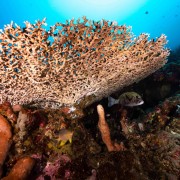 Hard Corals in Three Fingers, Amed, Bali thumbnail