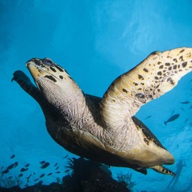 Hawksbill-Turtle-on-the-Liberty-wreck thumbnail