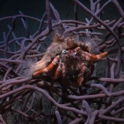 Hermit-Crab-Jetty-night-dive thumbnail