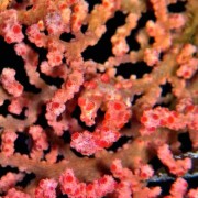Hidden Pygmy Seahorse in Tulamben thumbnail
