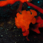 Hidden red Frogfish in the red Coral in Tulamben, Bali thumbnail
