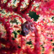 Hippocampus bargibanti Pygmy seahorse 6 thumbnail