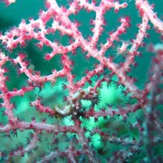 Hippocampus Bargibanti Pygmy Seahorse on Pink Coral thumbnail