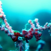 Hippocampus Bargibanti Pygmy Seahorse on the White Coral thumbnail