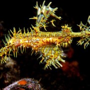 Hornet-ghost-pipefish-night-dive-in-Tulamben thumbnail