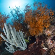 Huge coral diversity in Menjangan Marine Park thumbnail