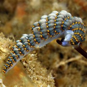 Incredible Nudibranch in Puri Jati, Menjangan Marine Park thumbnail