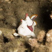 Juvenile-Warty-Frogfish thumbnail