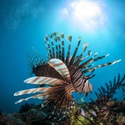 Lionfish in Golden Rock Dive Site in Amed, Bali thumbnail