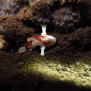 Macro Bicolore Frogfish in Amed, Bali thumbnail