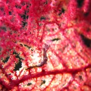 Macro Hippocampus bargibanti Pygmy Seahorse thumbnail