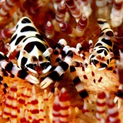 Macro shrimps in Puri Jati, Menjangan Marine Park thumbnail
