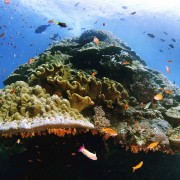 Magneficent Coral Rock in Crystal Bay, Nusa Lembongan thumbnail