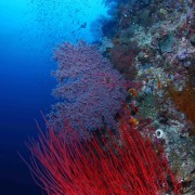 Magneficent Coral Wall in Jemeluk Bay, Amed, Bali thumbnail