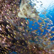 Marine life in Gili Selang Bay, Amed, Bali thumbnail