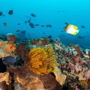 Marine Life in Pontoon, Nusa Lembongan thumbnail