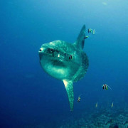 Mola Mola - Sun Fish in Nusa Penida thumbnail